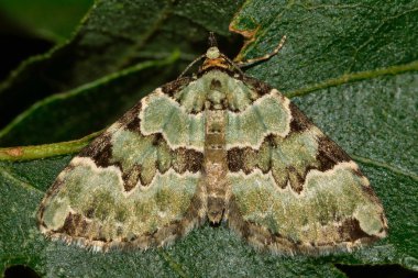 Yeşil halı güve (Colostygia pectinataria)