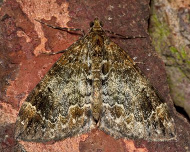 Ortak mermer halı güve (Chloroclysta truncata)