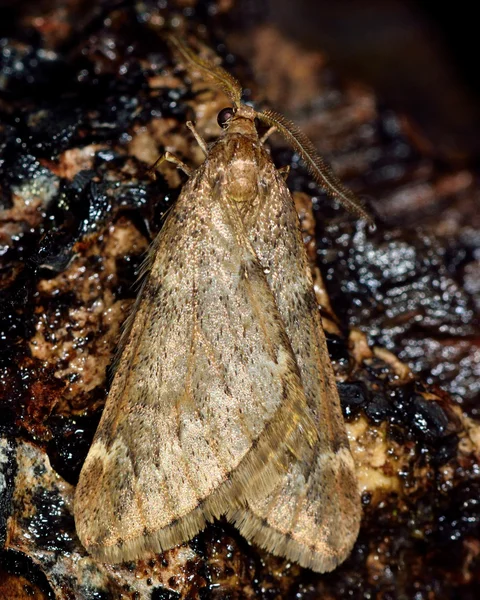 Marschmotte (Alsophila aescularia)) — Stockfoto