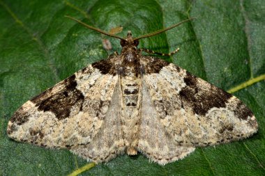 Bahçe halı güve (Xanthorhoe fluctuata)