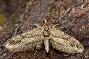 Cypress pug güve (Eupithecia phoeniceata)