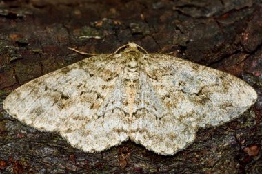 The engrailed moth from above (Ectropis bistortata) clipart