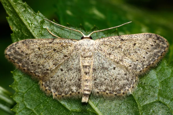 Mała ćma falista (Idaea seriata) — Zdjęcie stockowe