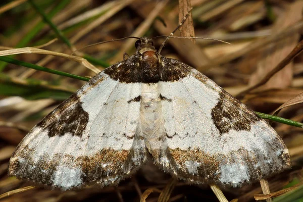 Vackra krita mattan moth (Melanthia procellata) — Stockfoto