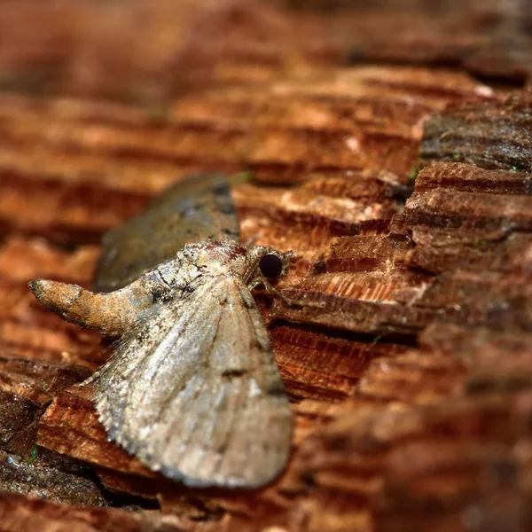 Falena carlino maculata triplo (Eupithecia trisignaria ) — Foto Stock