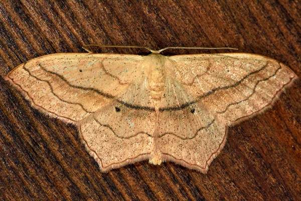 Kleine Timandra griseata nachtvlinder (Scopula imitaria) — Stockfoto