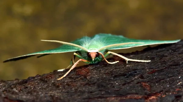 Little emerald moth (Jodis lactearia) head on — Stock Photo, Image