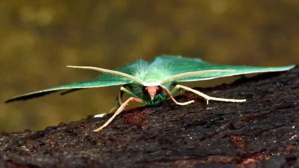 Pequena traça de esmeralda (Jodis lactearia) — Fotografia de Stock