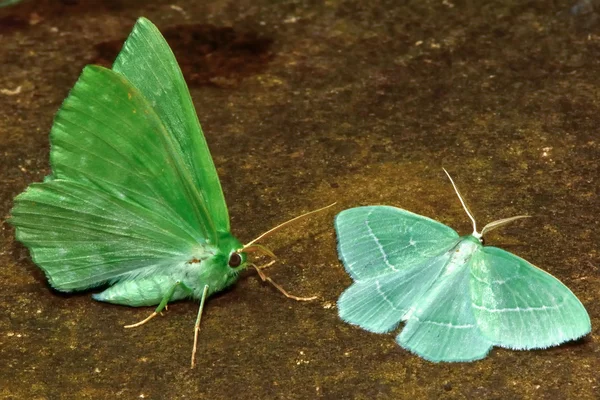 Large emerald (Geometra papilionaria) and little emerald (Jodis lactearia) — Stock Photo, Image