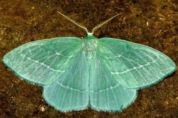 Pequena mariposa esmeralda (Jodis lactearia) de cima — Fotografia de Stock