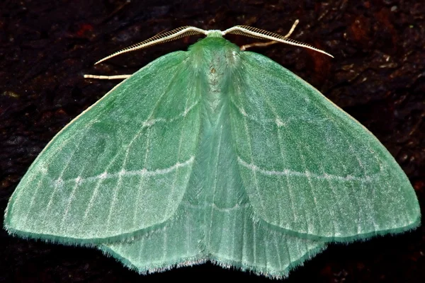 Pequena mariposa esmeralda (Jodis lactearia ) — Fotografia de Stock