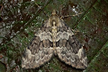 Ladin halı güve (Thera britannica)