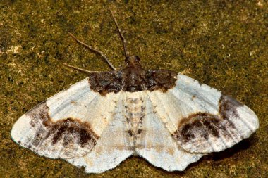 (Ligdia adustata in üstünden yanık halı)