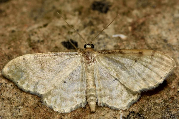 Dwarf cream wave moth (Idaea fuscovenosa) — Stock Photo, Image