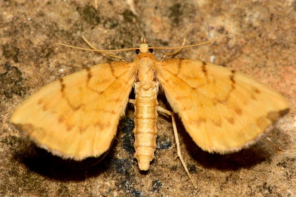 Molie de paie interzisă (Eulithis pyraliata ) — Fotografie, imagine de stoc