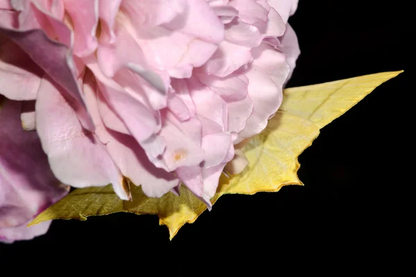 Polilla de cola de golondrina (Ourapteryx sambucaria) boca abajo sobre rosa — Foto de Stock