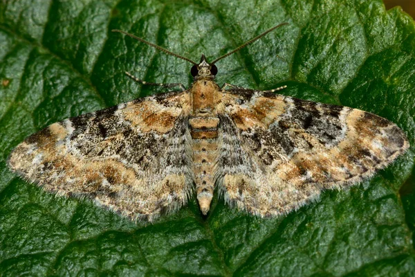 Fingerborgsblomma mops moth (Eupithecia pulchellata) — Stockfoto