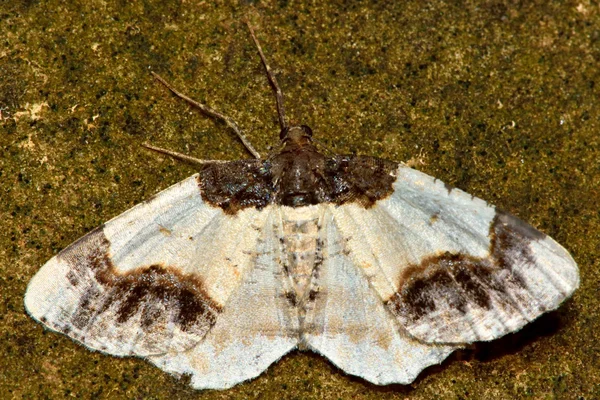 Alfombra quemada desde arriba (Ligdia adustata ) — Foto de Stock