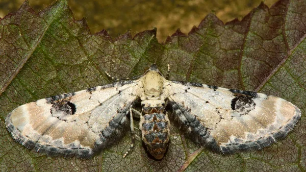 Traça de pug limão-grão (Eupithecia centaureata) — Fotografia de Stock