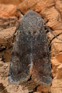 Yukarıdan sıkıcı güve (Orthosia incerta) bulutlu