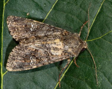 Cabbage moth moth (Mamestra brassicae) clipart