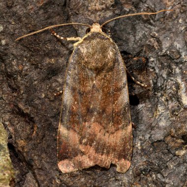 Lesser broad-bordered yellow underwing moth (Noctua janthe) clipart