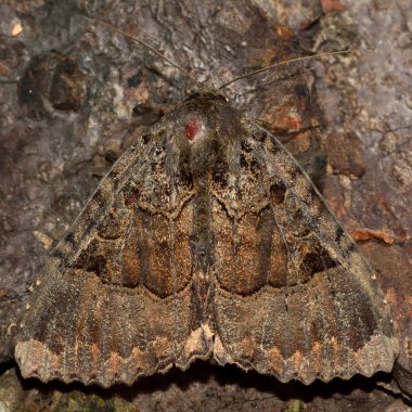 Yaşlı kadın güve (Mormo maura)