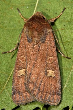 Kare-spot rustik güve (Xestia xanthographa)