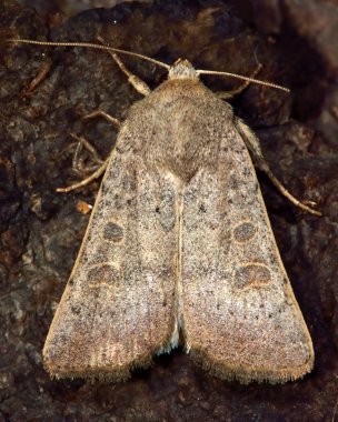 Vine rustik güve (Hoplodrina ambigua)