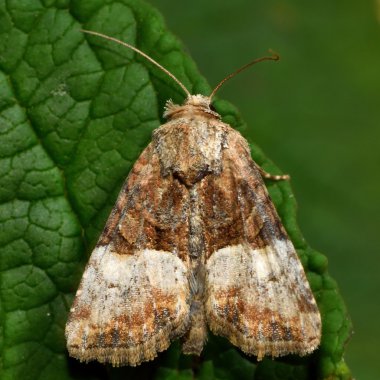 (Mesoligia furuncula in üstünden gizlenmiş küçük)