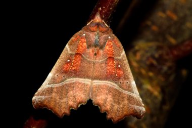 Herald güve (Scoliopteryx libatrix)