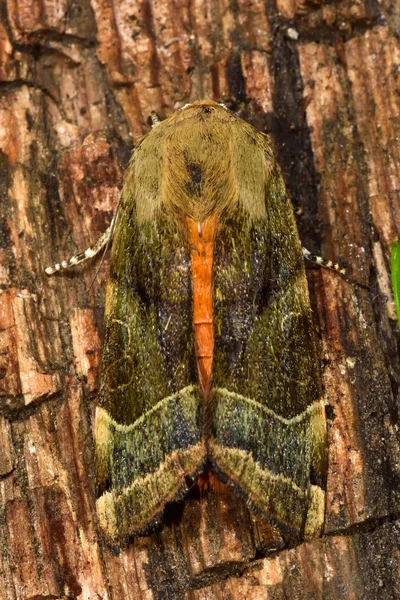 Traça-de-asa-amarela (Noctua fimbriata ) — Fotografia de Stock