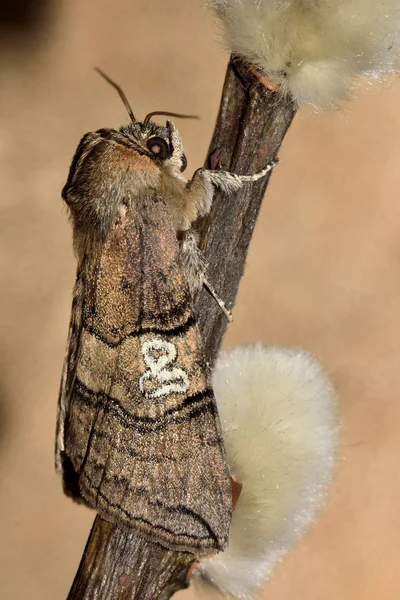 八十蛾 (Tethea ocularis 的数字) — 图库照片