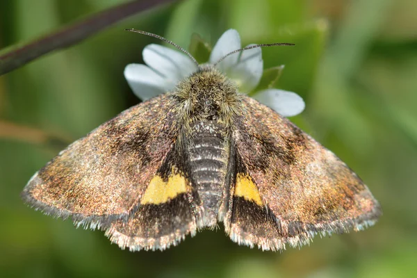 Små gula kännemärkena moth (Panemeria tenebrata) med hindwings synliga — Stockfoto