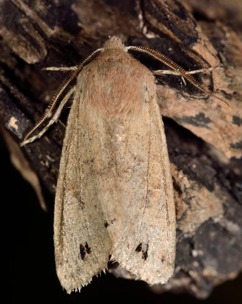 Twin-fläckig quaker moth (Anorthoa munda) — Stockfoto
