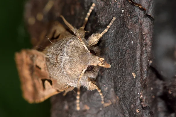 히브리어 문자 나 방 (Orthosia gothica) — 스톡 사진