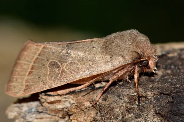 Звичайна квакерна метелик (Orthosia cerasi) у профілі — стокове фото