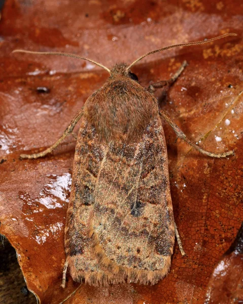 La polilla del castaño (Conistra vaccinii) desde arriba — Foto de Stock