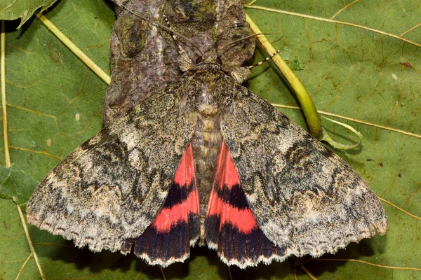 Traça-de-asa-vermelha (Catocala nupta) de cima — Fotografia de Stock