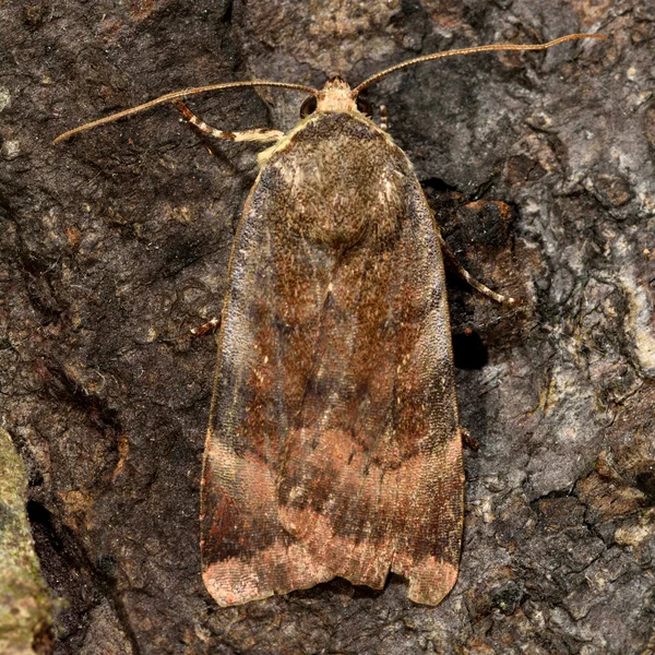 Mindre bred-gränsas gula kännemärkena moth (Noctua janthe) — Stockfoto