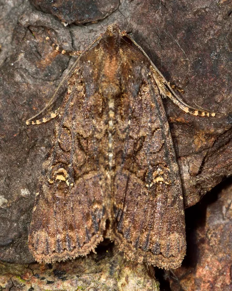 Flounced rustika moth (Luperina testacea) — Stockfoto