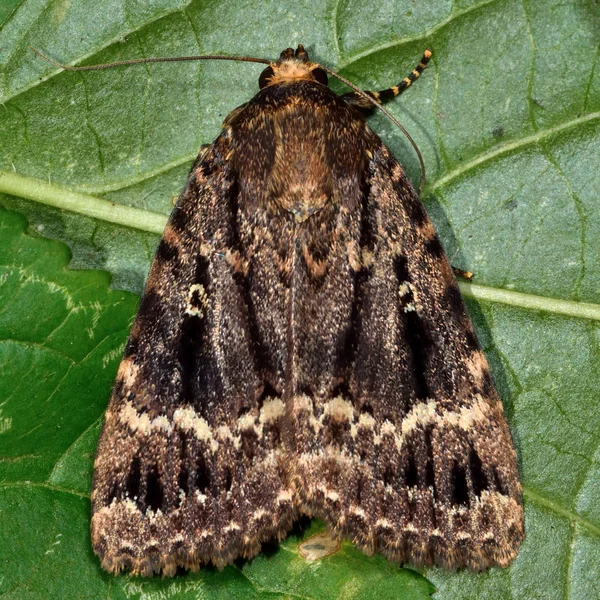 Ćma podskrzydłowych miedzi (Amphipyra pyramidea) — Zdjęcie stockowe