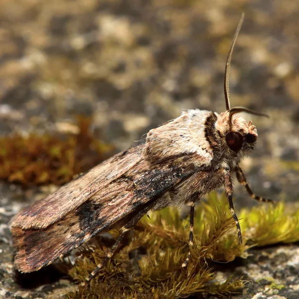 Polilla de dardo en forma de lanzadera (Agrotis puta ) — Foto de Stock