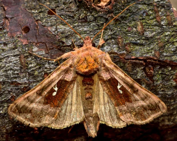 Plain golden Y moth (Autographa jota) vingar öppna — Stockfoto