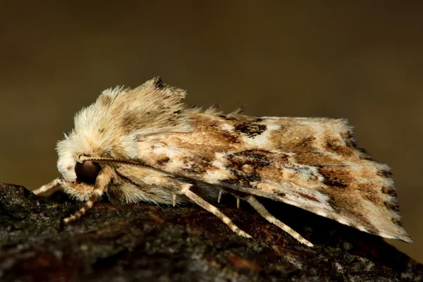 Dusky sälg moth (Eremobia ochroleuca) — Stockfoto