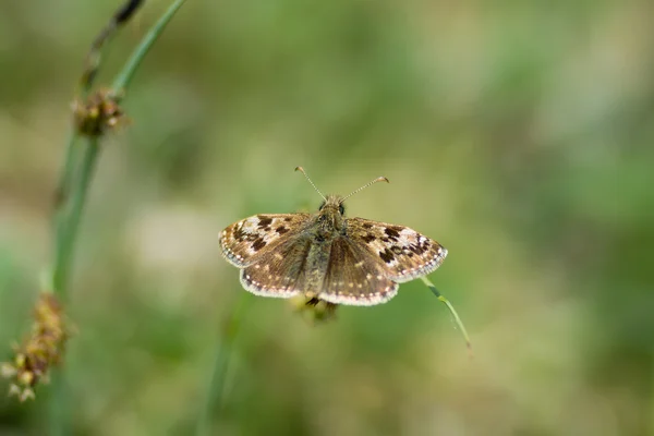 Çimenlerin üzerinde pis Kaptan kelebek (Erynnis tages) — Stok fotoğraf