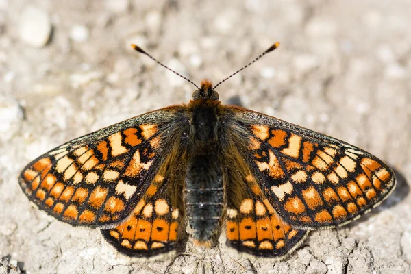 Марш рябчики метелик (Euphydryas aurinia) зверху — стокове фото