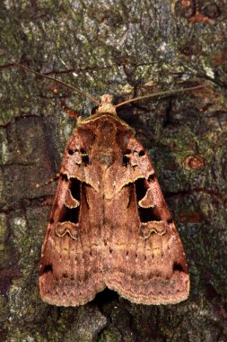 Çift Kişilik kare-spot güve (Xestia üçgen)