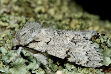Profilde miller güve (Acronicta leporina)