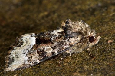 Profil (Oligia strigilis küçük mermer)
